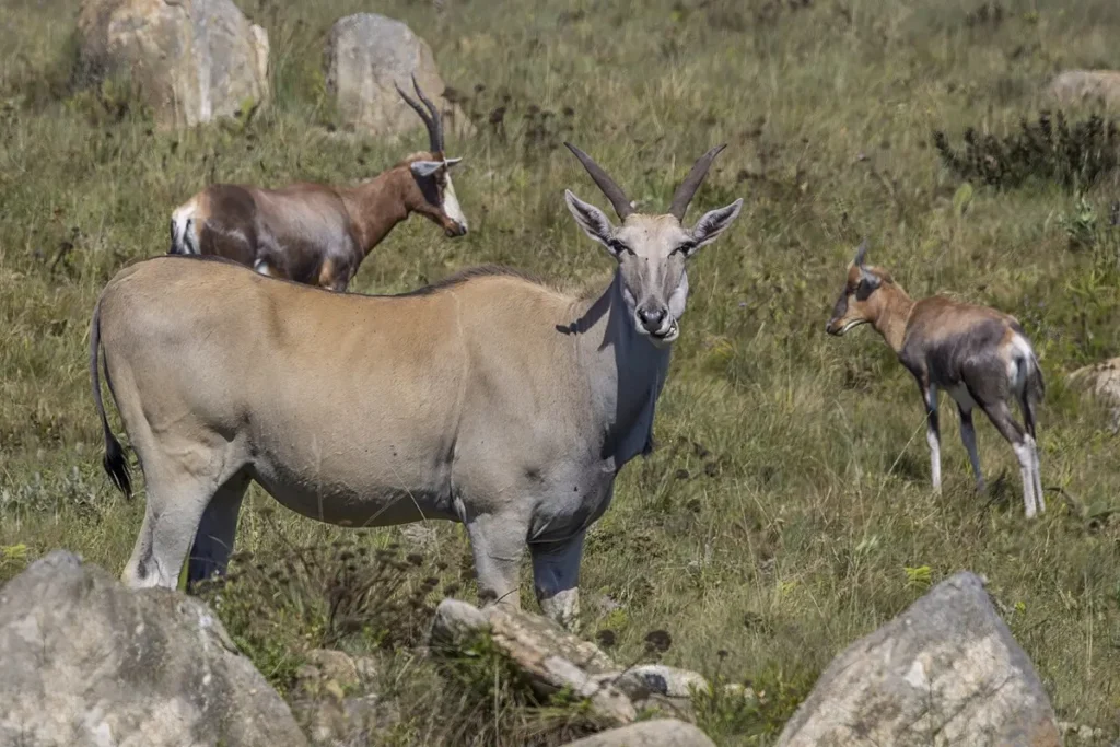 Common eland herd with young on rocky grassland