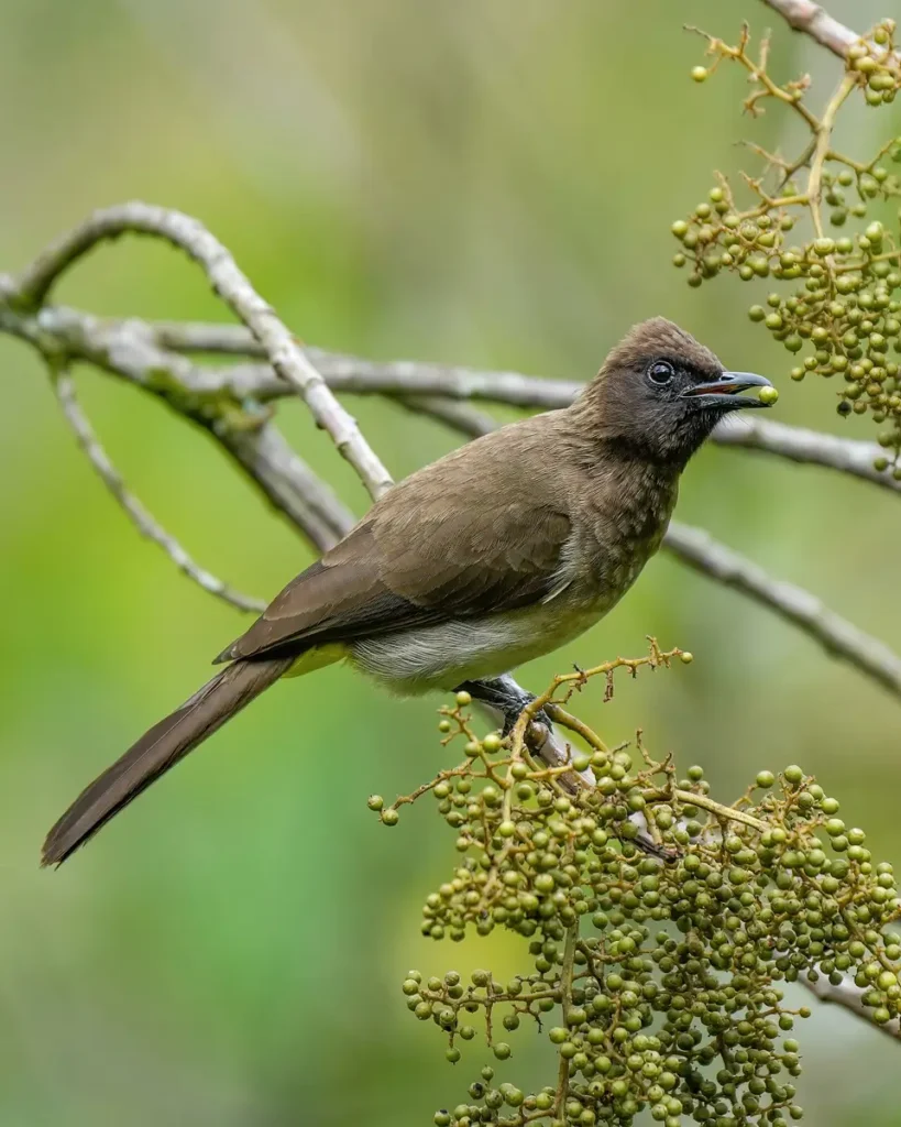 Dark-capped bulbul perched on a branch in Bwindi Impenetrable National Park
