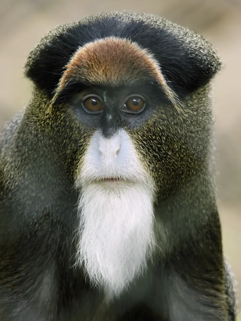 De Brazza's monkey face showing its white beard and orange forehead band