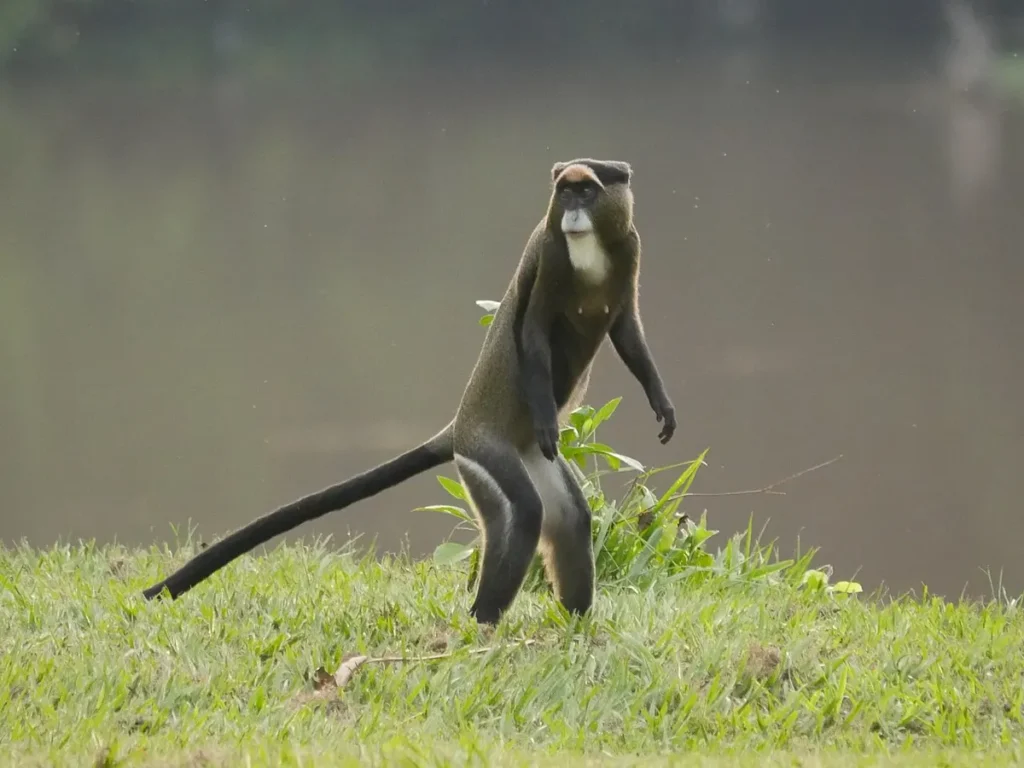 De Brazza's monkey standing upright on grass beside a river