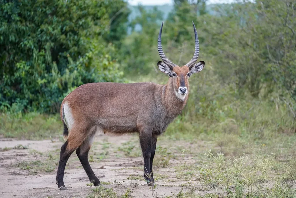 Male Defassa waterbuck standing at the edge of a track in Queen Elizabeth National Park