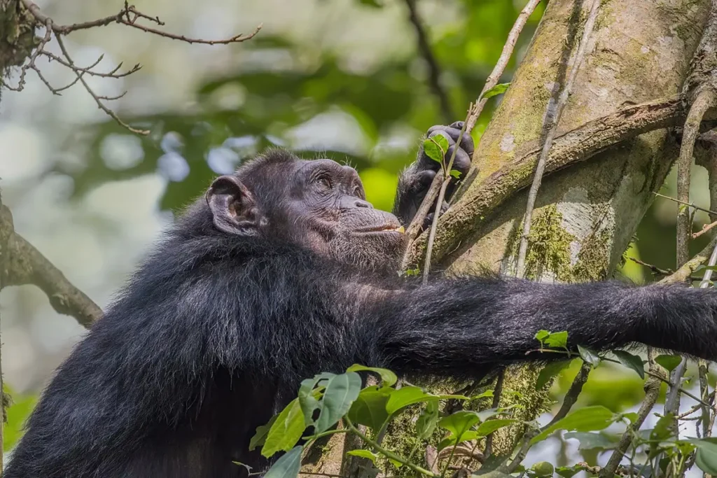 Eastern chimpanzee sitting in the forest in Kibale National Park