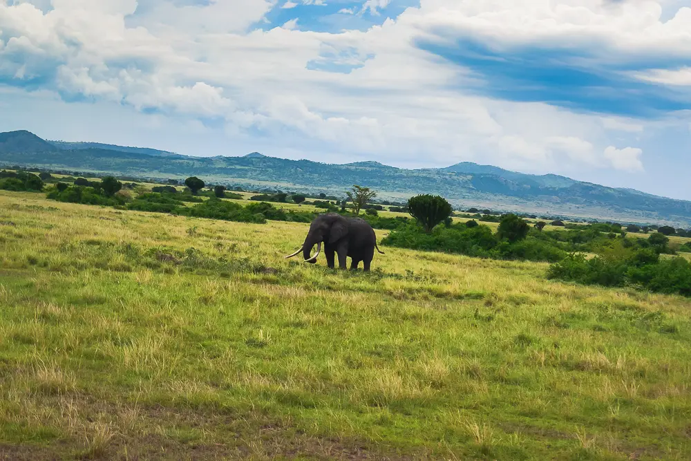 Elephant bull in Queen Elizabeth National Park
