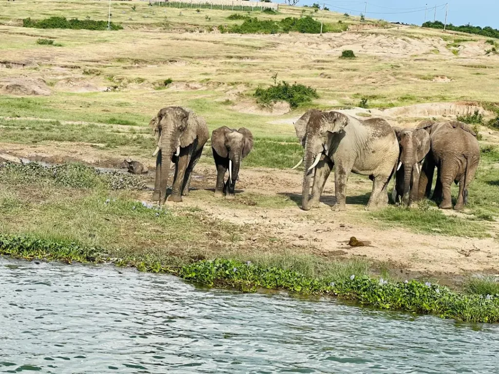 Elephant family herd beside the Kazinga Channel in Queen Elizabeth National Park