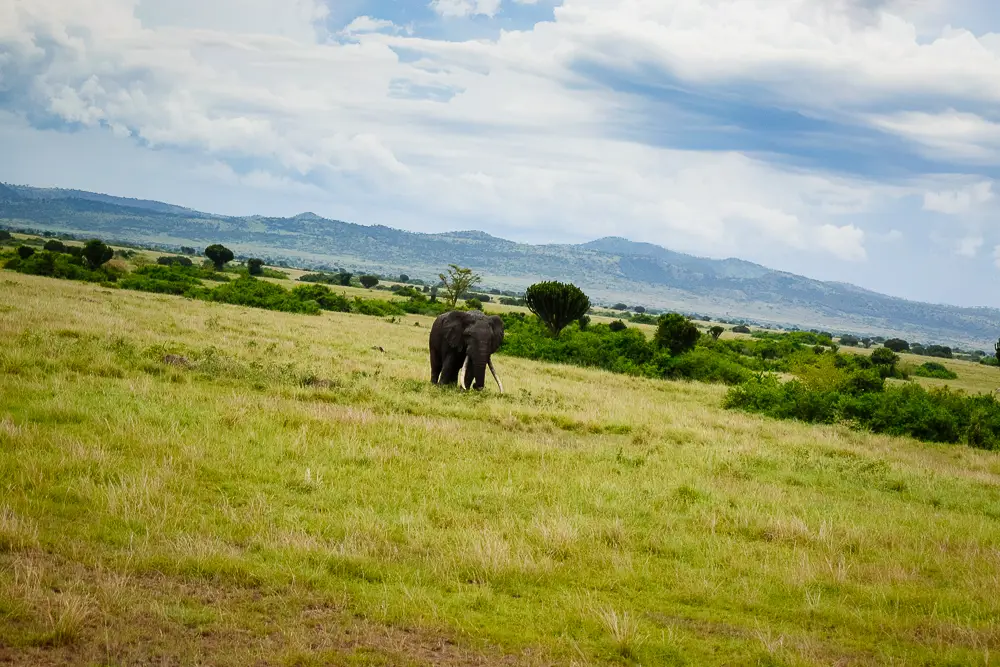 Elephant walking through grassland in Queen Elizabeth National Park