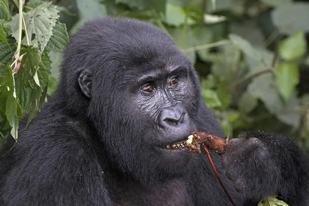 Female mountain gorilla eating a root