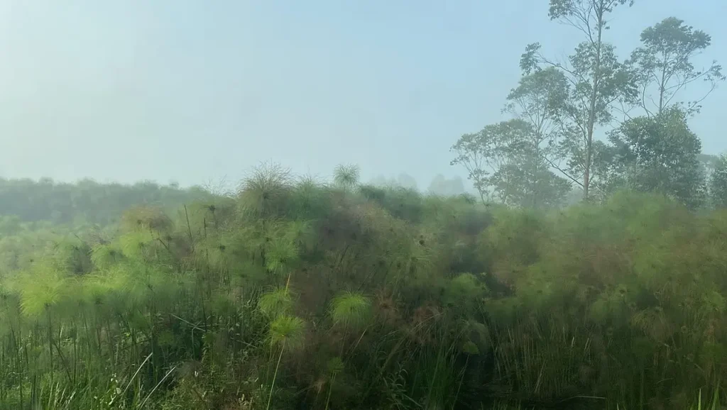 Morning fog over papyrus reeds in a swamp in western Uganda