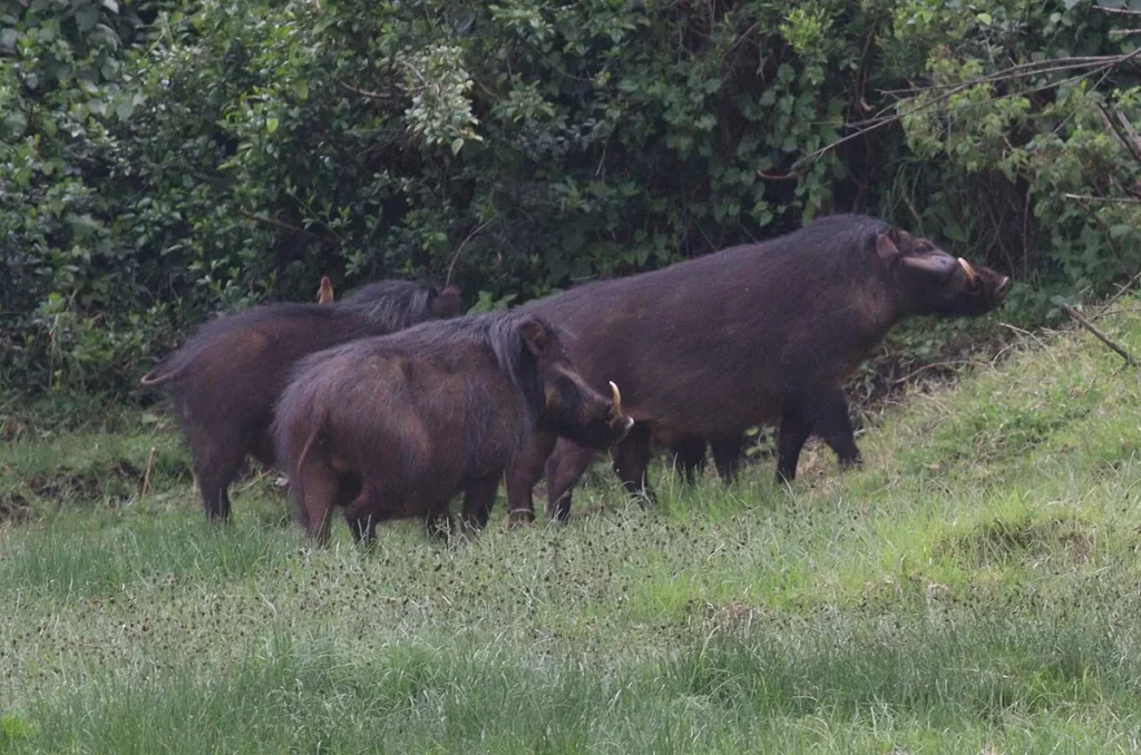 Family group of giant forest hogs grazing at a forest edge