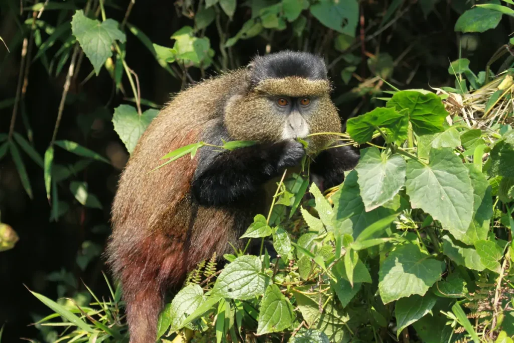 Golden monkey with orange-gold back moving through bamboo