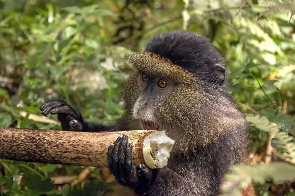 Golden monkey eating bamboo shoots