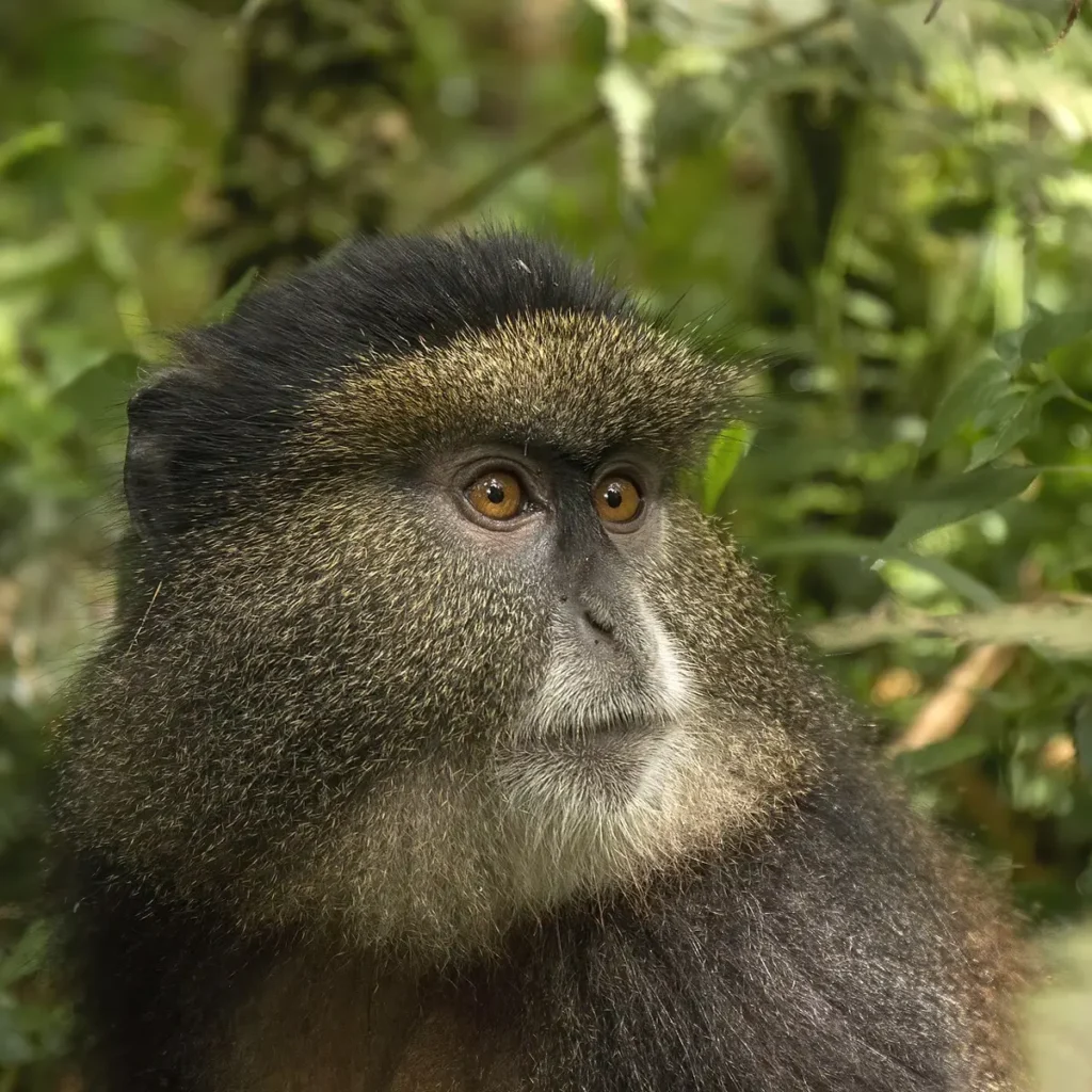 Close-up of a golden monkey's face