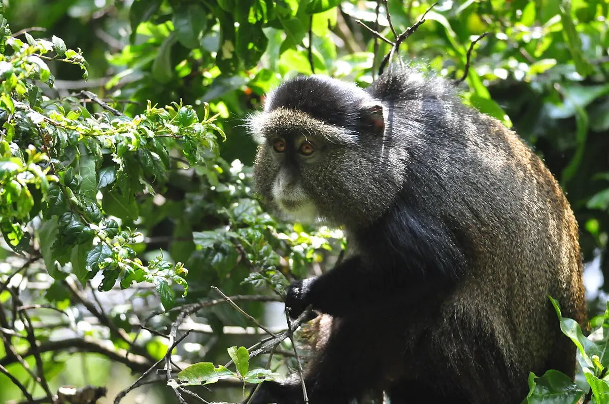 Golden monkey in the bamboo zone of Mgahinga Gorilla National Park