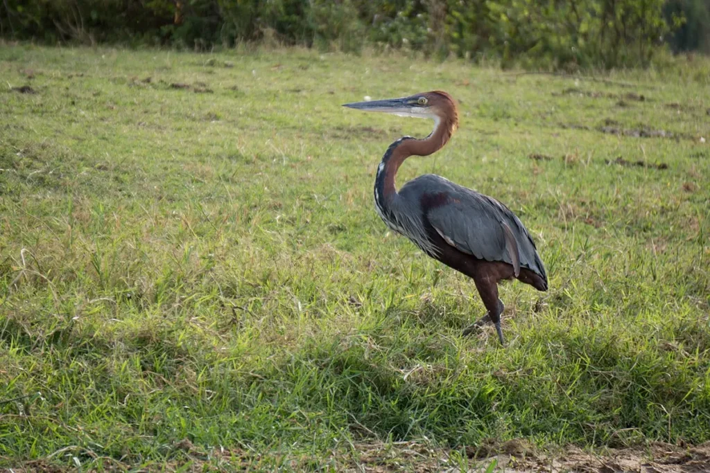 Goliath heron standing in grassland in Queen Elizabeth National Park