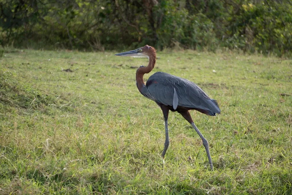 Goliath heron walking through grass showing its long legs