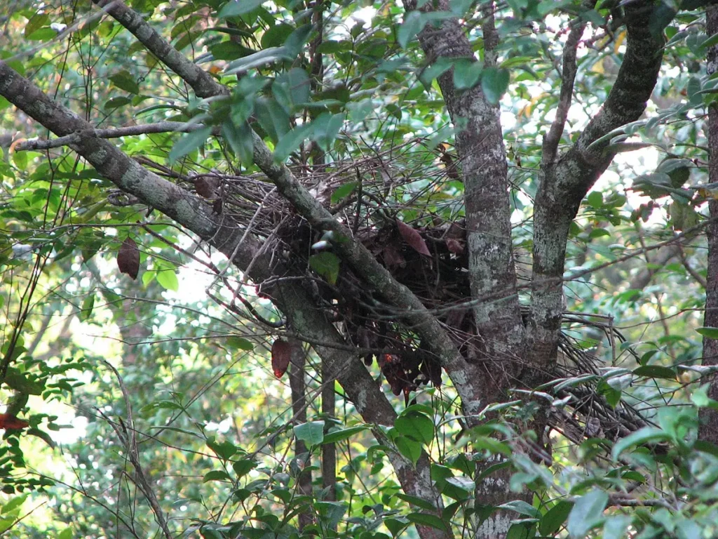 Gorilla night nest of bent branches and leaves on the forest floor