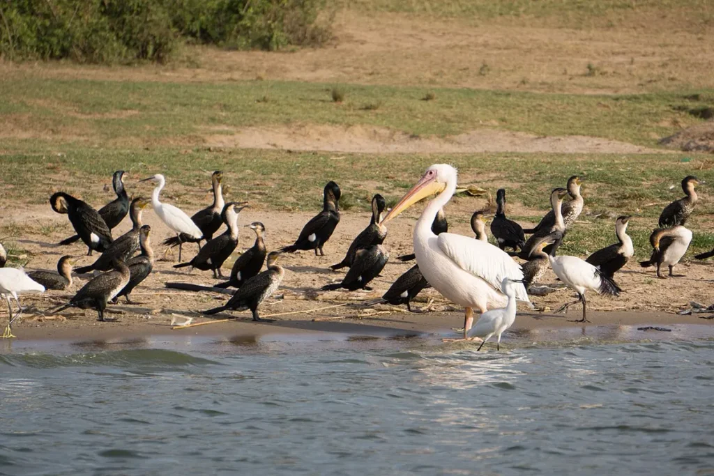Great white pelican standing with white-breasted cormorants on the shore in Queen Elizabeth National Park