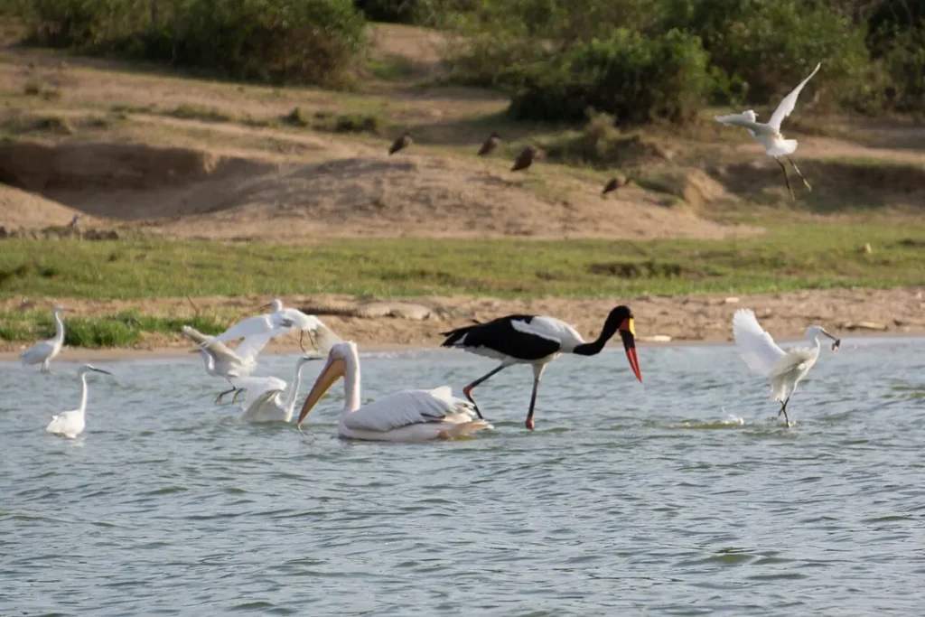 Great white pelican swimming near a saddle-billed stork in Queen Elizabeth National Park