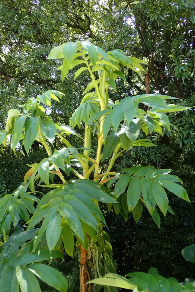 Leaves and young growth of a Hagenia abyssinica tree