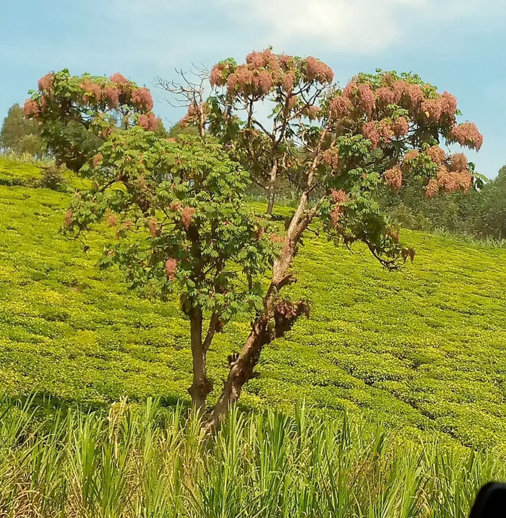 Hagenia abyssinica tree with reddish flower clusters in open highland country