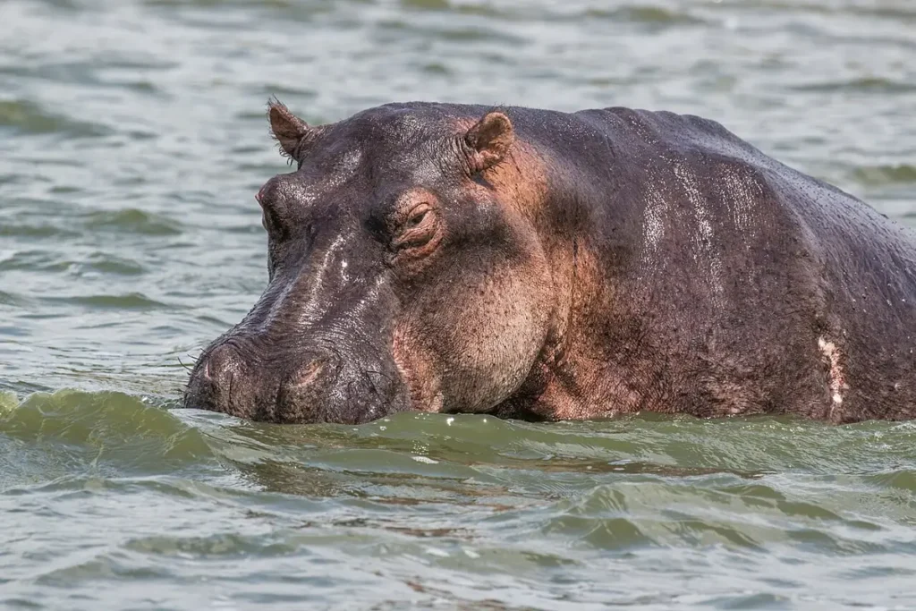 Hippo with its head above the water