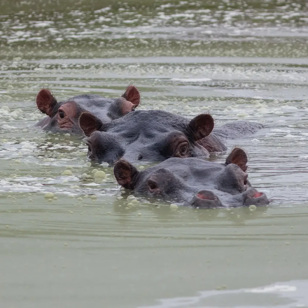 Group of hippos in Lake Mburo