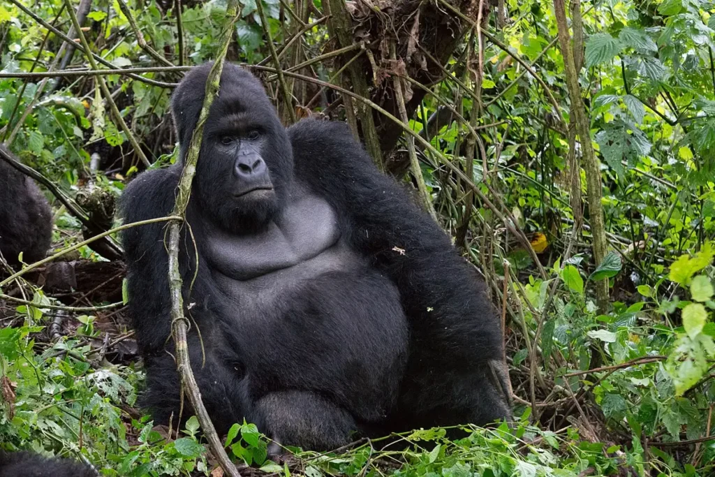 Mountain gorilla of the Humba family in Virunga National Park, DRC
