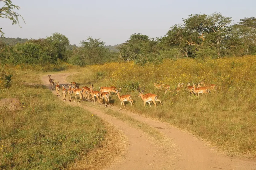 Impalas crossing a track in Lake Mburo National Park
