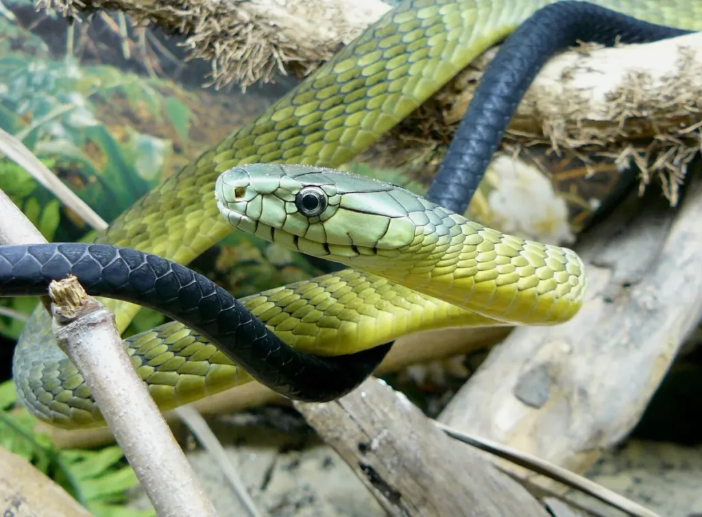 Black-tailed Jameson's mamba, the green mamba of Uganda's forests