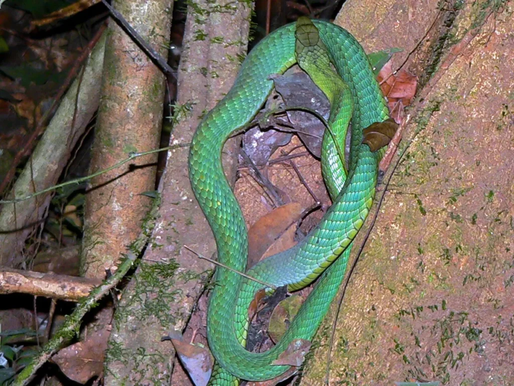 Jameson's mamba coiled among roots on the forest floor