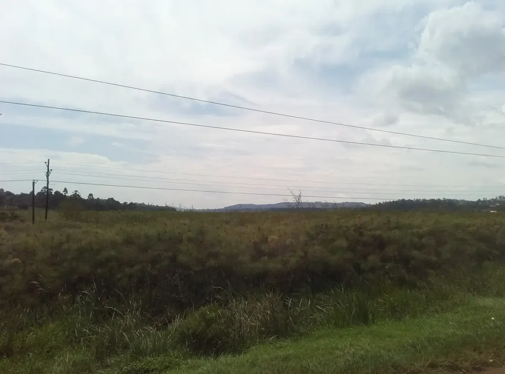 Katonga River swamp in Mpigi District beside the Kampala-Masaka highway