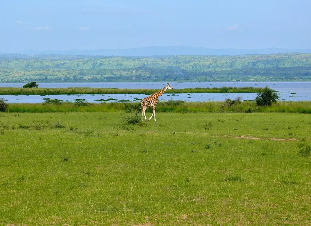 Lake Albert seen from the Nile delta in Murchison Falls National Park