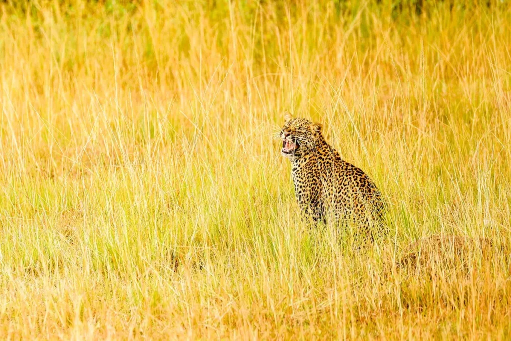 Leopard sitting in golden grass in Queen Elizabeth National Park