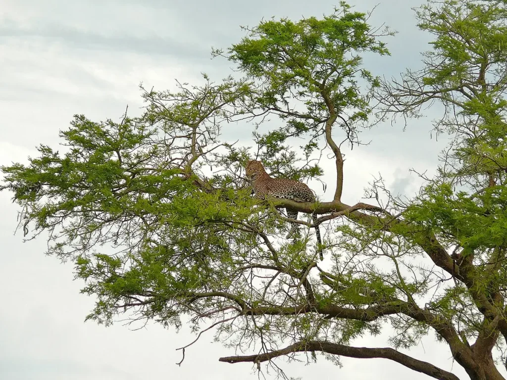Leopard resting in a tree in Murchison Falls National Park