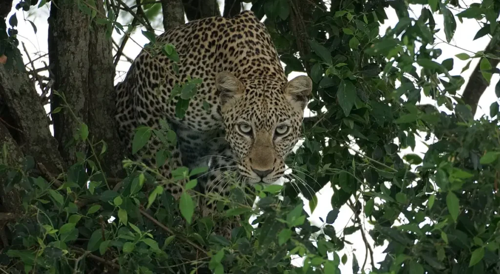 Leopard hidden among tree branches in Uganda