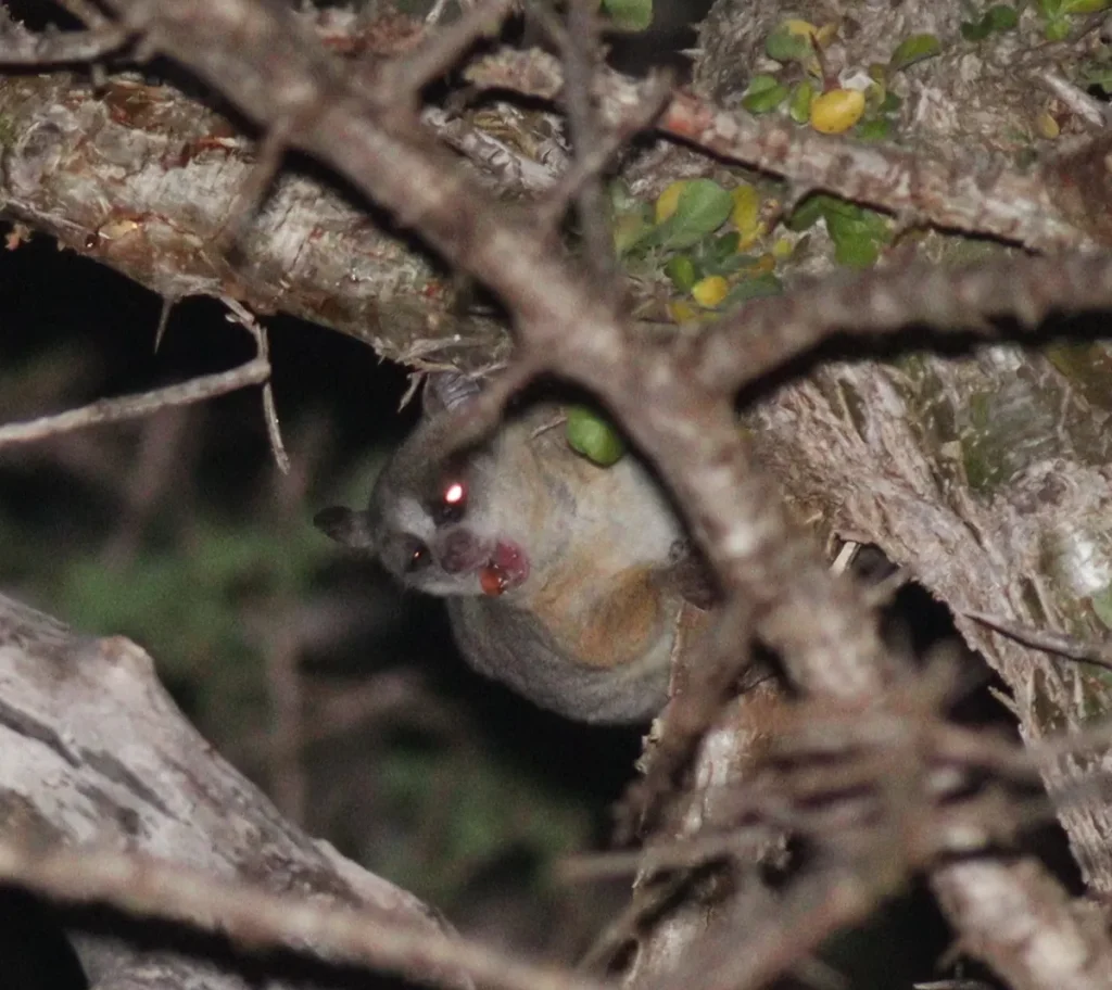 Lesser bushbaby clinging to acacia branches in the dark