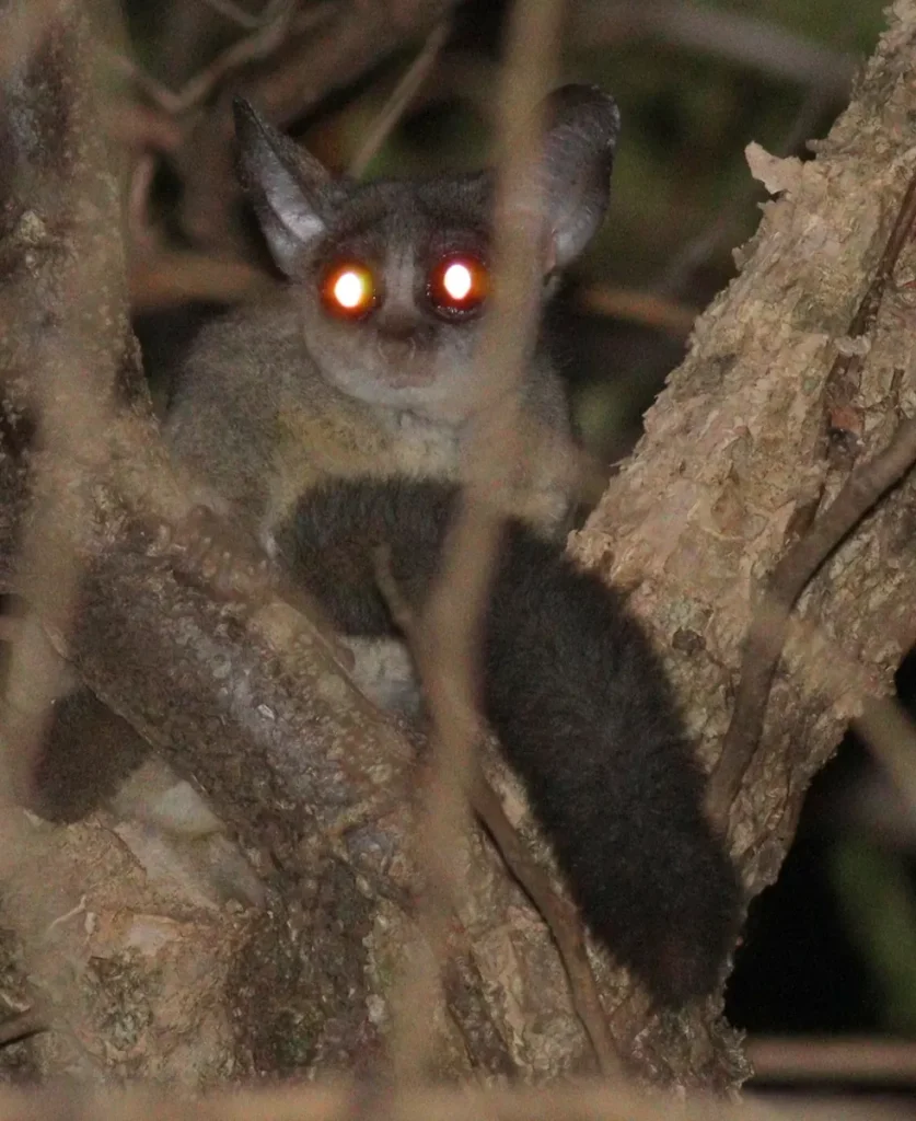 Northern lesser bushbaby with large eyes on a tree trunk at night