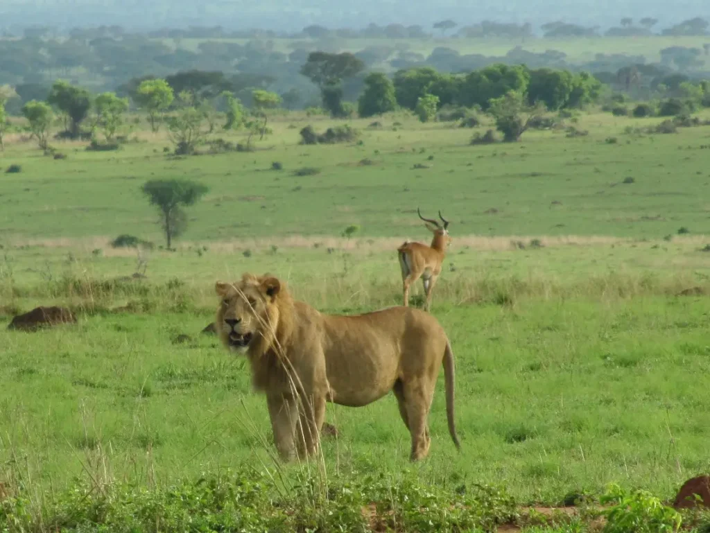 Lion watching Uganda kob on the plains of Murchison Falls National Park