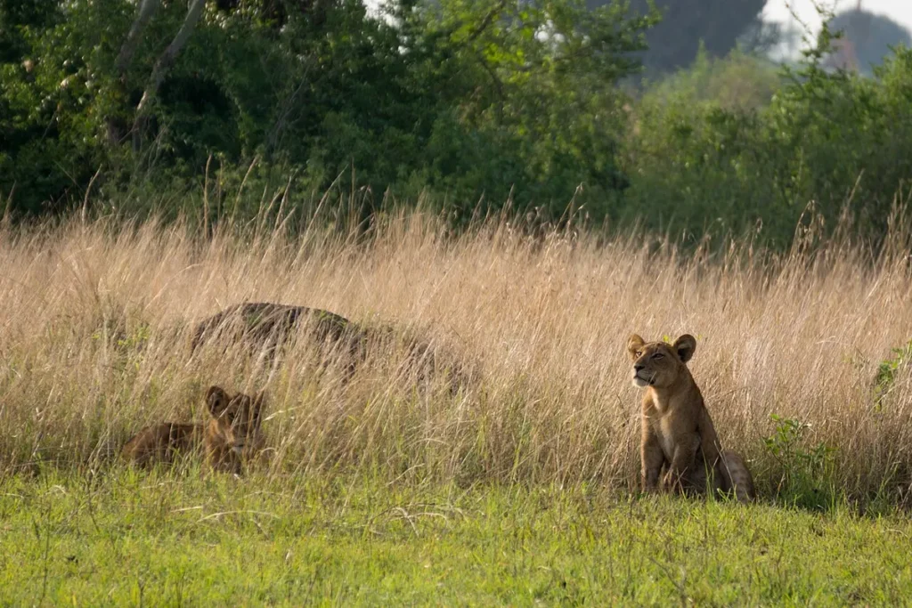 Lion cubs in tall grass in Queen Elizabeth National Park