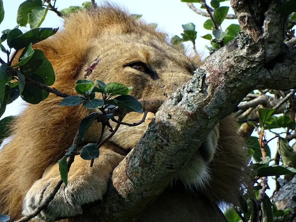 Close-up of a lion resting in a tree in Ishasha