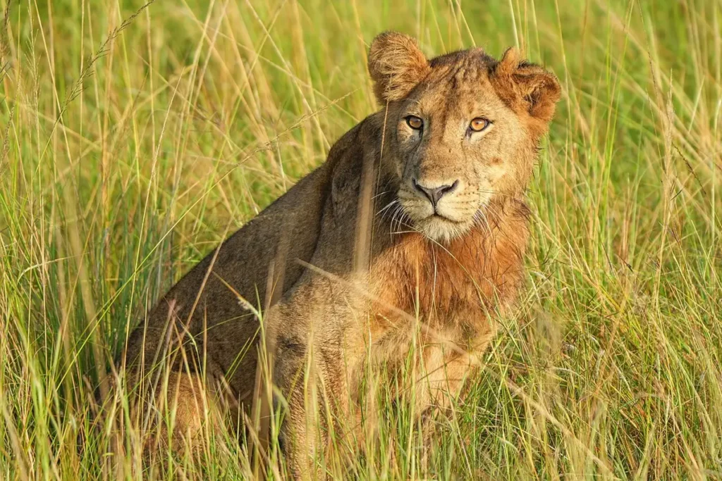 Lioness in golden morning light in Queen Elizabeth National Park