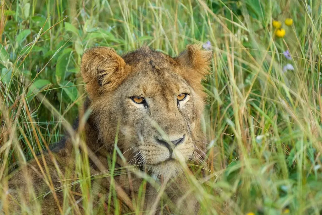 Lioness watching from long grass in Queen Elizabeth National Park
