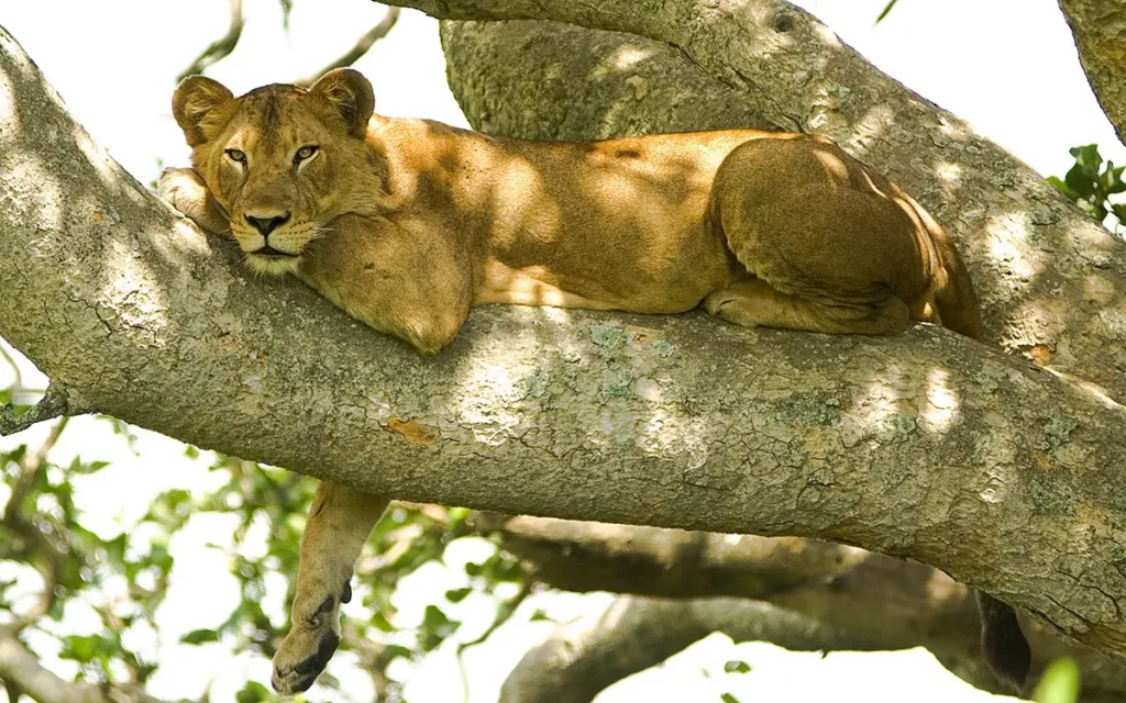 Lioness lying along a tree branch in the Ishasha sector of Queen Elizabeth National Park