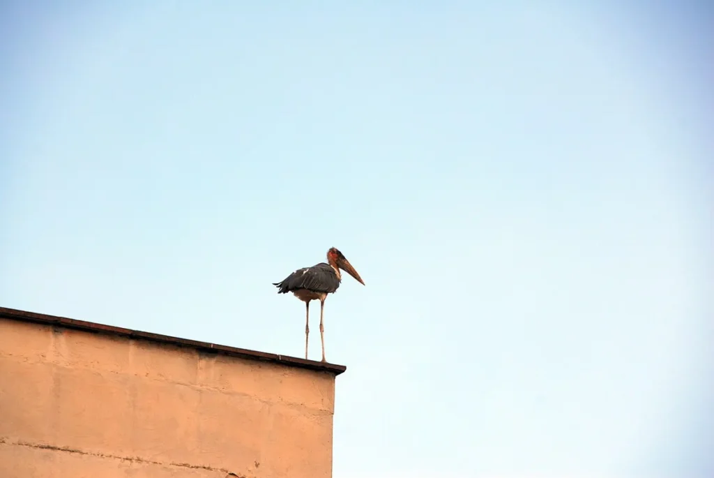 Marabou stork perched on a rooftop wall in Kampala