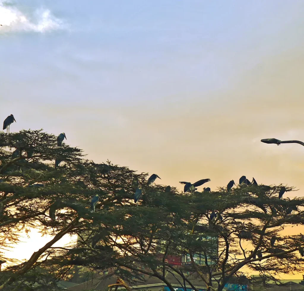 Marabou storks nesting in trees in central Kampala at dawn