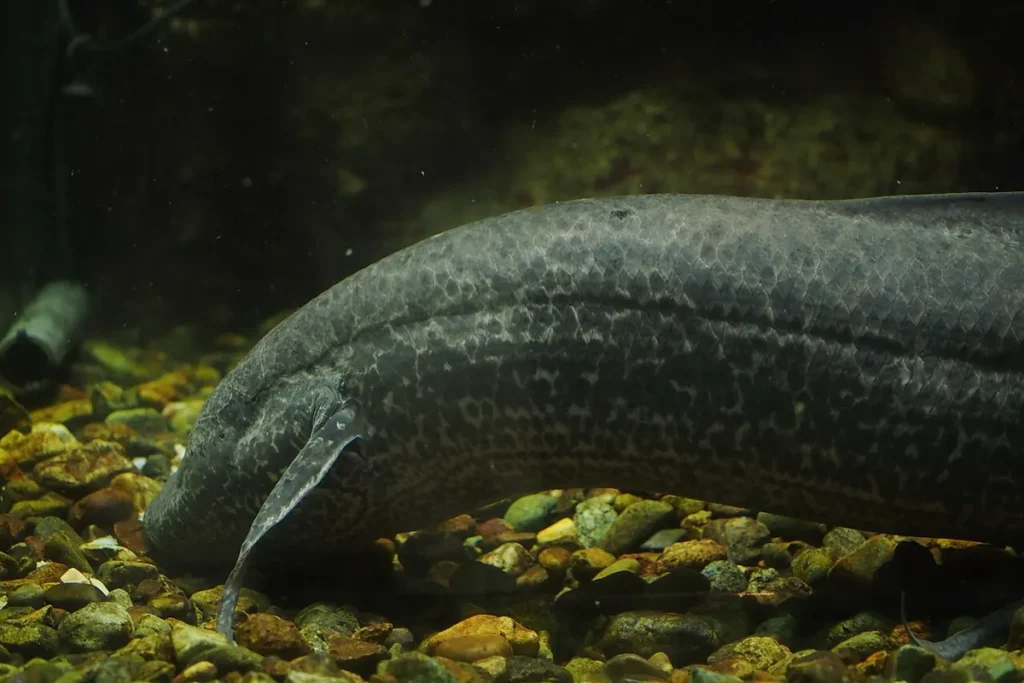 Marbled African lungfish, Protopterus aethiopicus, resting on gravel