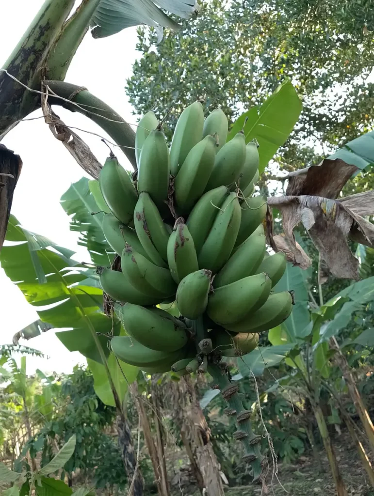 Bunch of matooke growing on a banana plant
