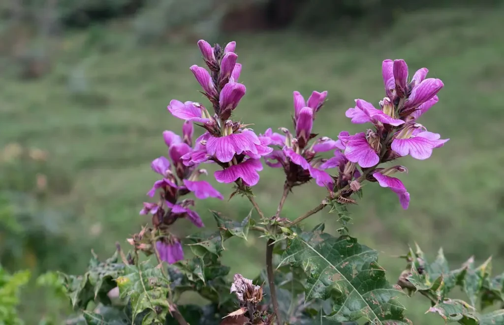 Wildflowers on the lower slopes of Mgahinga Gorilla National Park