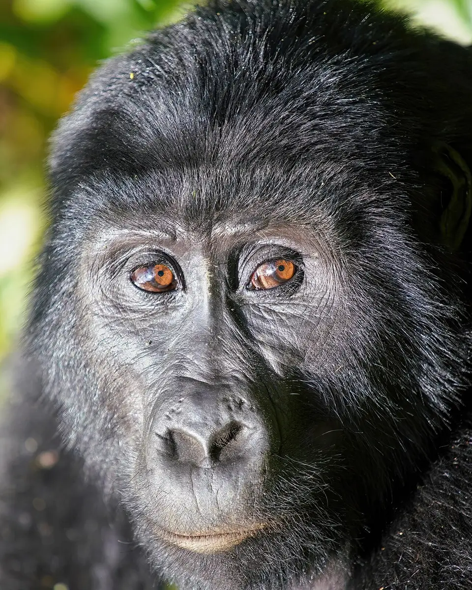 Close-up of a mountain gorilla's face in Bwindi Impenetrable National Park