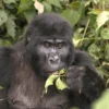 Mountain gorilla eating leaves and stems