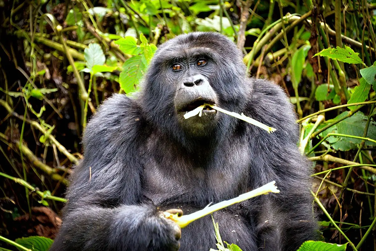 Mountain gorilla feeding in Bwindi Impenetrable National Park